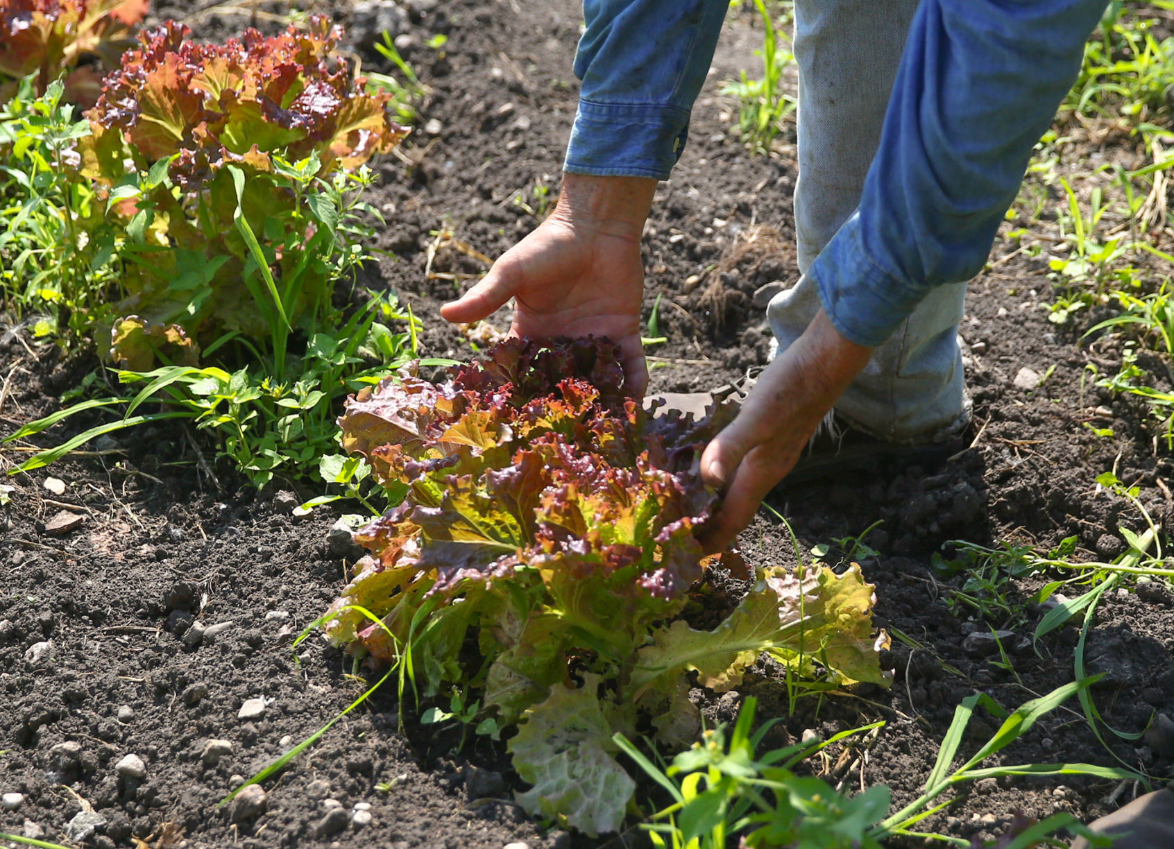 D.A.N.'s Garden Produce (8).jpg